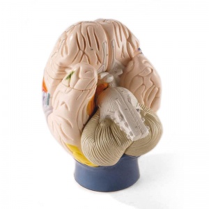 Neuro-Anatomical Brain Model